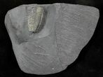 Pyritized Triarthrus Trilobite With Legs! - New York #26433-2